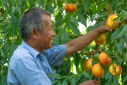 【大口黑标水果】沐夏·金蟠 |  河北饶阳家庭农场良心种植 新农人系列 商品图4