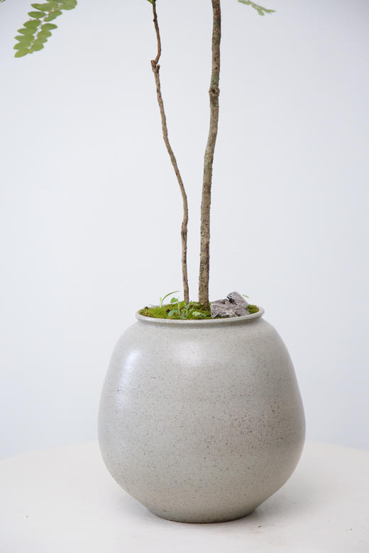 灰色盆叶下珠 商品图1