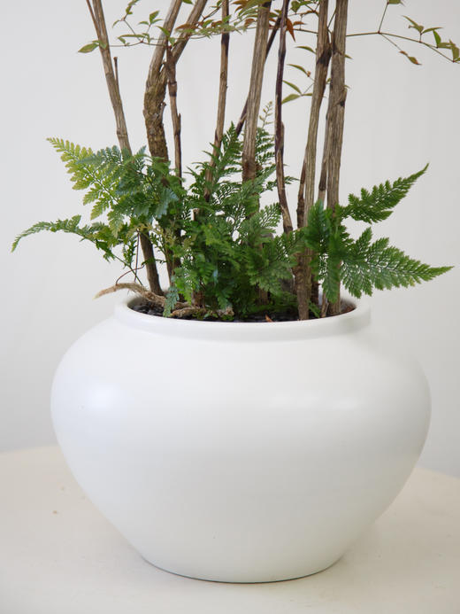 白圆盆南天竹 商品图1