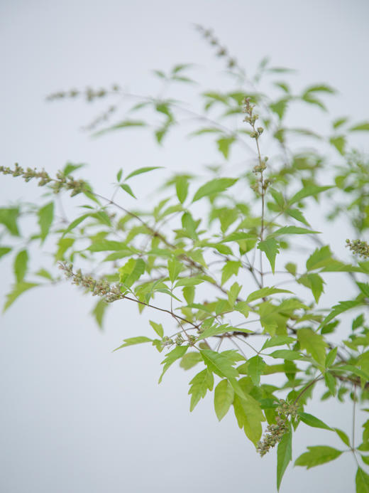 造型黄荆蓝色盆 商品图2