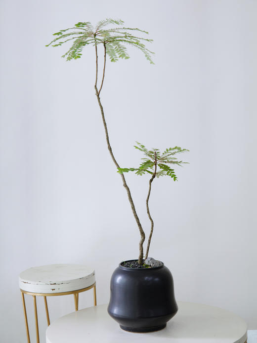 黑盆叶下珠 商品图0