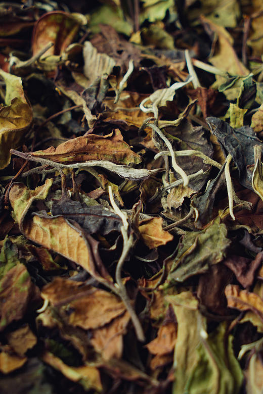 【刮风寨古树白茶】仙女般柔甜，一口就勾了魂！ 商品图7