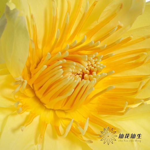 配花|睡莲黄色 商品图1