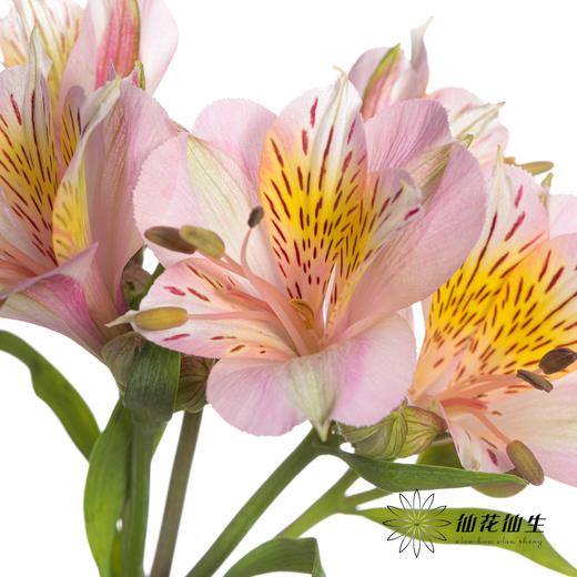 六出花 | 粉色 商品图0