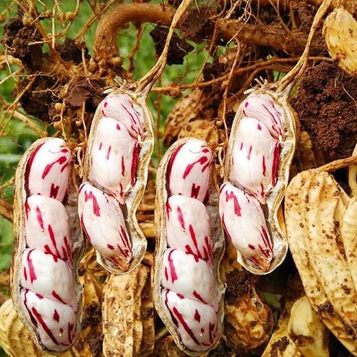 花生中的贵族  云南七彩花生  甘香清甜 商品图2