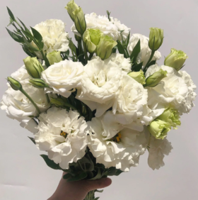 新鲜鲜花 白色洋桔梗 10枝