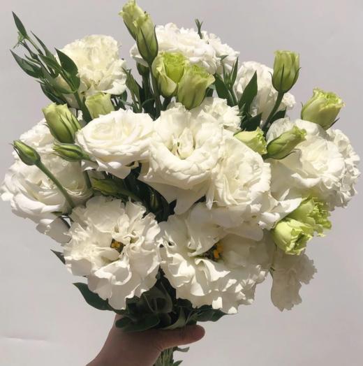 新鲜鲜花 白色洋桔梗 10枝 商品图0