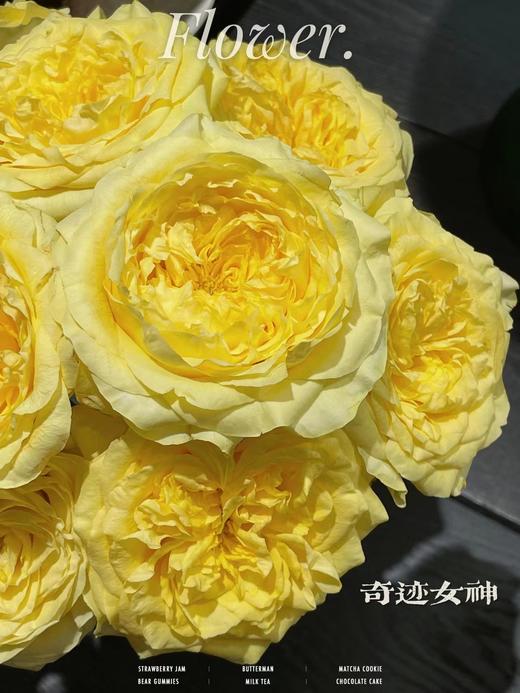 黄玫瑰的故事【世界在我面前，指向我任何想去的地方。】简小姐精选明媚黄色玫瑰 黄玫瑰10枝 顺丰空运直发 2件包邮 商品图6