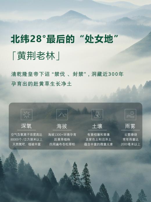 古蔺赶黄草饮品 商品图1