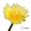 配花|睡莲黄色 商品缩略图0