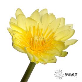 配花|睡莲黄色