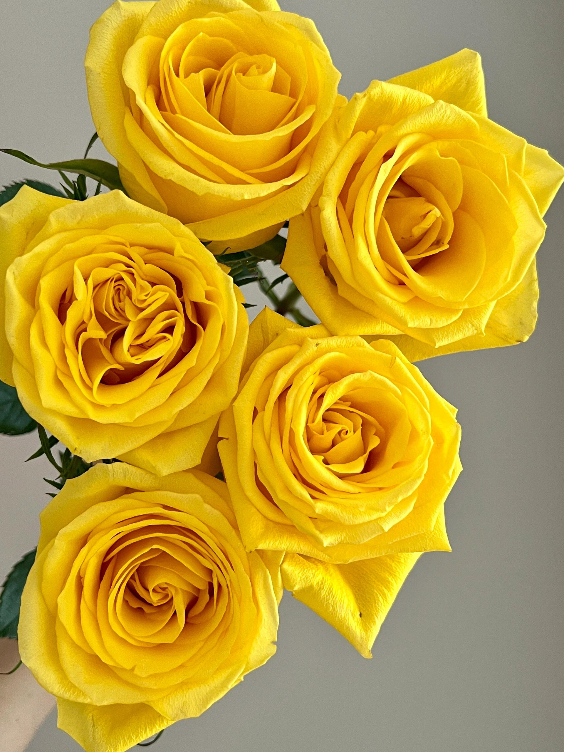 黄玫瑰的故事【世界在我面前，指向我任何想去的地方。】简小姐精选明媚黄色玫瑰 黄玫瑰10枝 顺丰空运直发 2件包邮