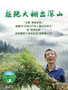 古蔺赶黄草饮品 商品缩略图2