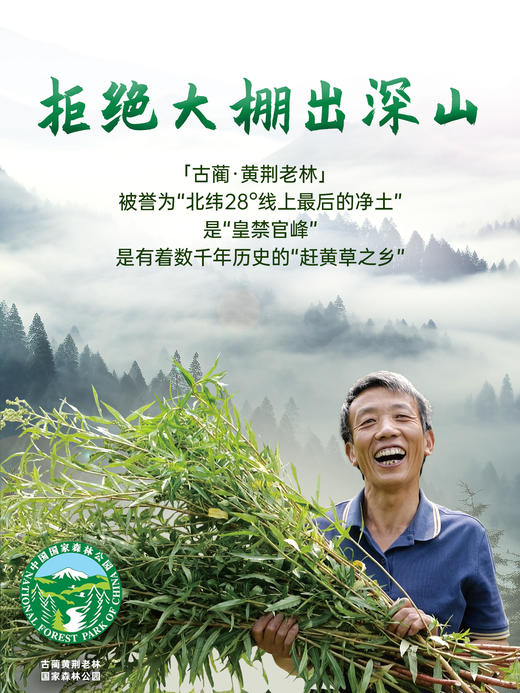 古蔺赶黄草饮品 商品图2