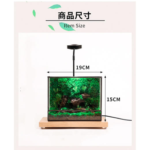 好养创意桌面绿植摆件送礼办公桌几何森林客厅绿植苔藓微景观好养 商品图2