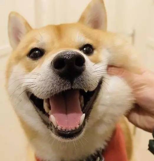 供货小额打款12