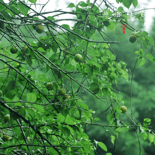 生态梅汁/青梅汁（成都仓库-顺丰快递 ）| 冰糖/红糖/蜂蜜梅汁550ml/瓶，来自广州从化，生产者：汇耕田【合作生产，公平贸易】 商品图8