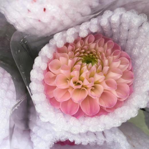 大丽花.绿野仙踪 商品图0