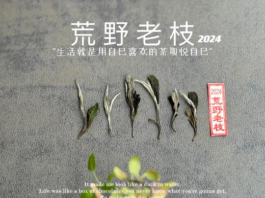 【2024春茶来了】2024荒野老枝，一款极其稀缺的特制荒野茶，今年披着白牡丹的外衣，品相有史以来zui高！ 商品图5