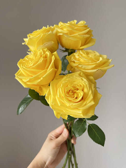 黄玫瑰的故事【世界在我面前，指向我任何想去的地方。】简小姐精选明媚黄色玫瑰 黄玫瑰10枝 顺丰空运直发 2件包邮 商品图3