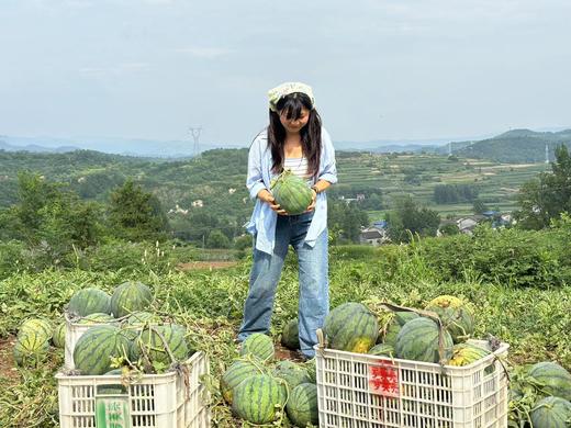 【2枚十堰主城区包邮】新鲜水果 安阳助农西瓜 肉多汁甜（每枚8斤左右） 商品图4