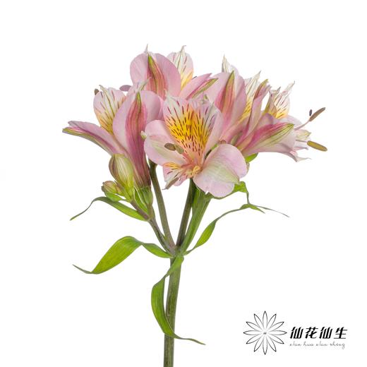 六出花 | 粉色 商品图3