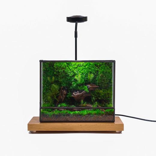 好养创意桌面绿植摆件送礼办公桌几何森林客厅绿植苔藓微景观好养 商品图1