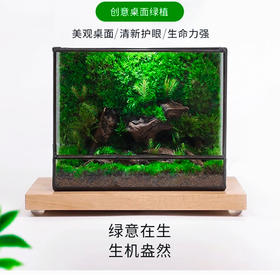 好养创意桌面绿植摆件送礼办公桌几何森林客厅绿植苔藓微景观好养