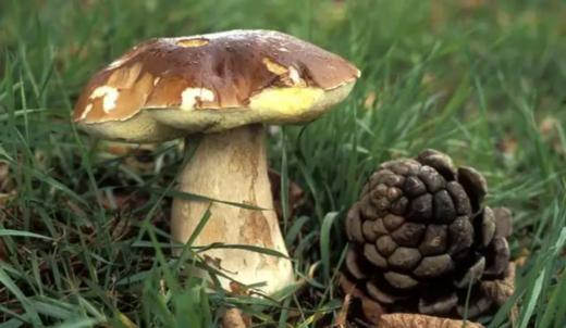 L阿比该牛肝菌135g 商品图5