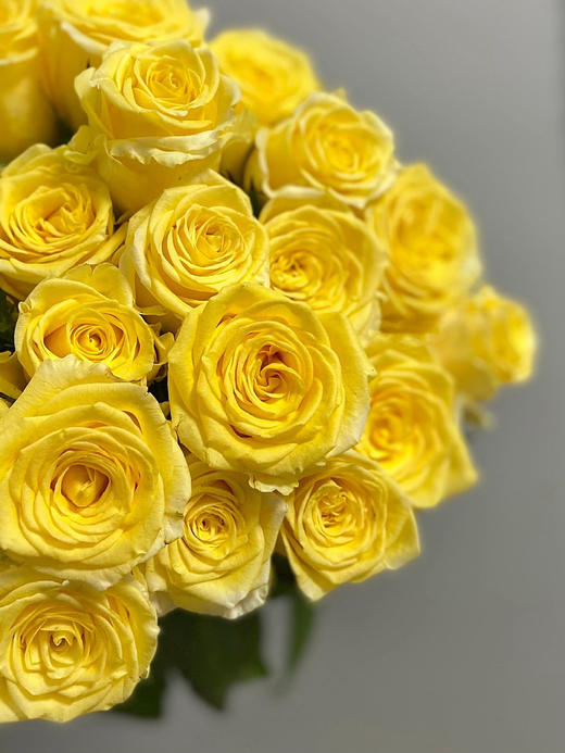 黄玫瑰的故事【世界在我面前，指向我任何想去的地方。】简小姐精选明媚黄色玫瑰 黄玫瑰10枝 顺丰空运直发 2件包邮 商品图2