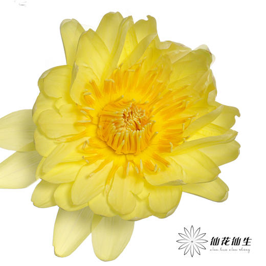 配花|睡莲黄色 商品图2
