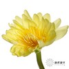 配花|睡莲黄色 商品缩略图4
