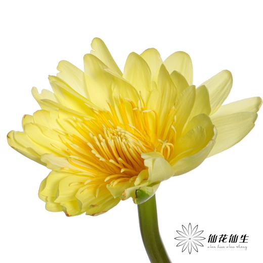 配花|睡莲黄色 商品图4