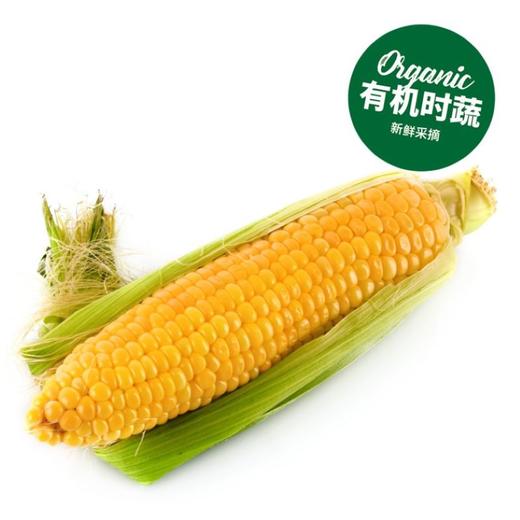 有机水果玉米 Organic Sweet Corn 500g/2支 商品图0