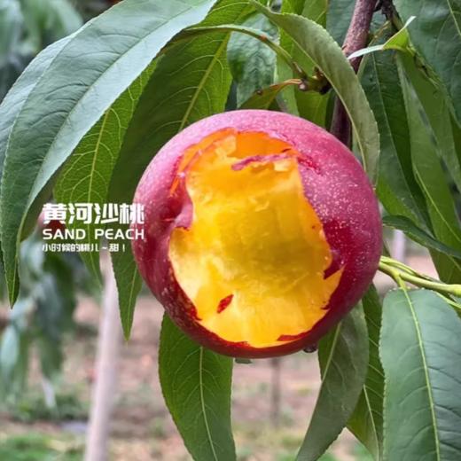 黄河沙桃 12头约5斤/箱 |水果 商品图2