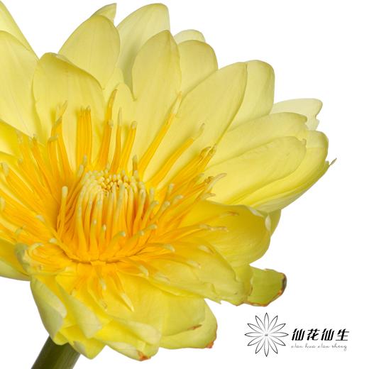 配花|睡莲黄色 商品图3