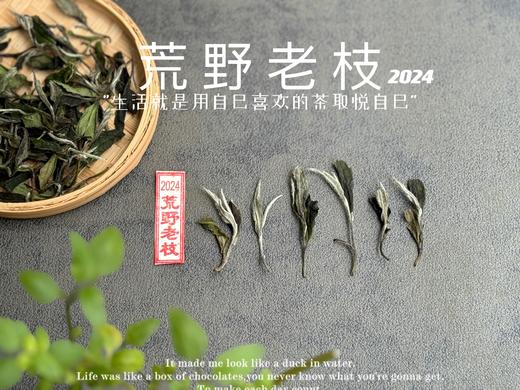 【2024春茶来了】2024荒野老枝，一款极其稀缺的特制荒野茶，今年披着白牡丹的外衣，品相有史以来zui高！ 商品图3