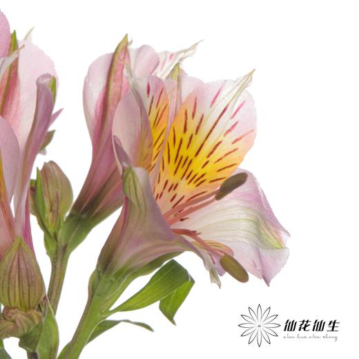 六出花 | 粉色 商品图2