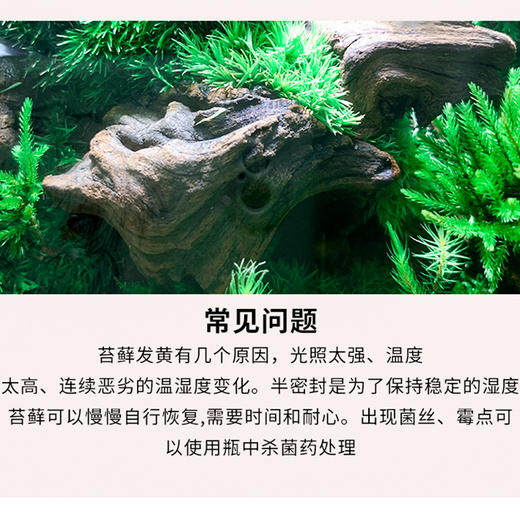 好养创意桌面绿植摆件送礼办公桌几何森林客厅绿植苔藓微景观好养 商品图3