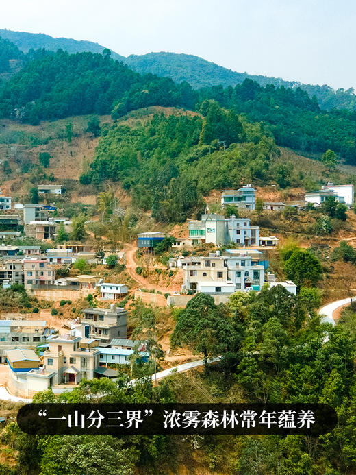 【冰岛地界】2024年冰岛地界600年古树纯料高端玩家追求之物普洱茶生茶357克茶饼，拍5发6 拍20发25 商品图7