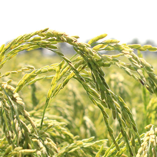 L阿比该东兰香米5kg 商品图3