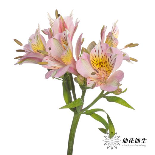 六出花 | 粉色 商品图1