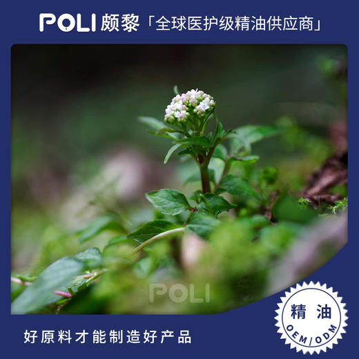 尼泊尔进口有机缬草根精油 单方精油原料批发 颇黎护肤刮痧精油 商品图0