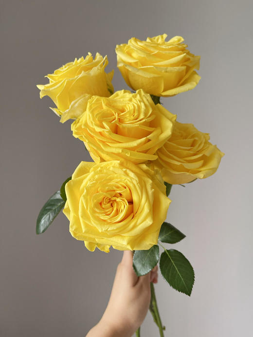 黄玫瑰的故事【世界在我面前，指向我任何想去的地方。】简小姐精选明媚黄色玫瑰 黄玫瑰10枝 顺丰空运直发 2件包邮 商品图4