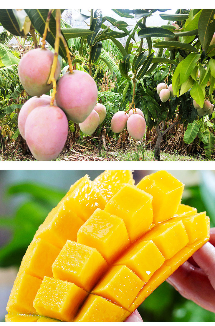 详情页-攀枝花彩虹芒_09