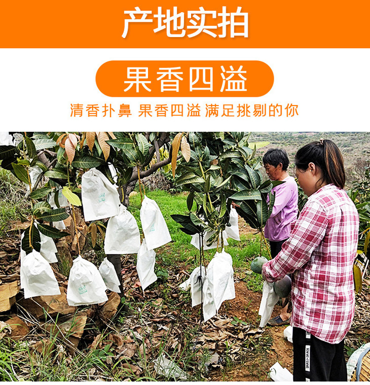 详情页-攀枝花彩虹芒_08