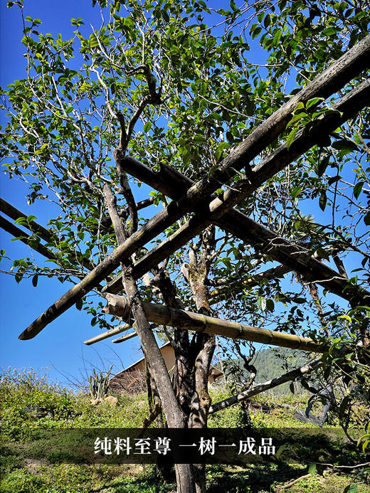 【小荒田单株】2023年原始森林顶层生态单株 鲜为人知的小荒田 茶甜度仅次于冰岛老寨 357克/饼 拍5发6 拍10发12 商品图8