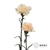 单头康乃馨 | 芙蓉 商品缩略图2