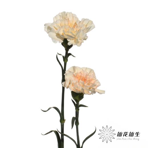 单头康乃馨 | 芙蓉 商品图2