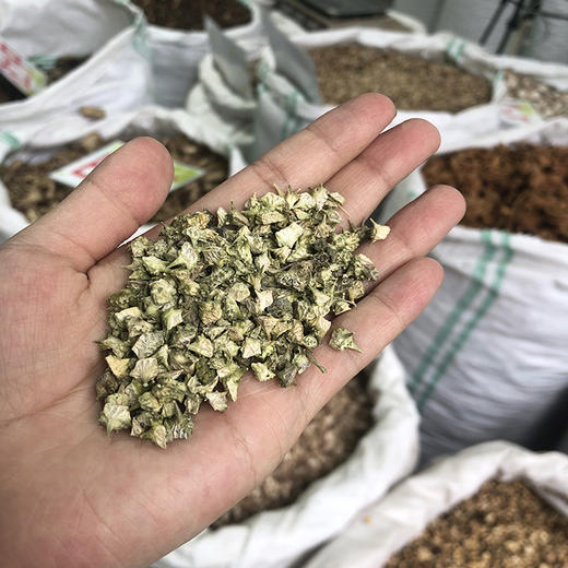 刺蒺藜 野外生长，货真价实中药材 商品图2